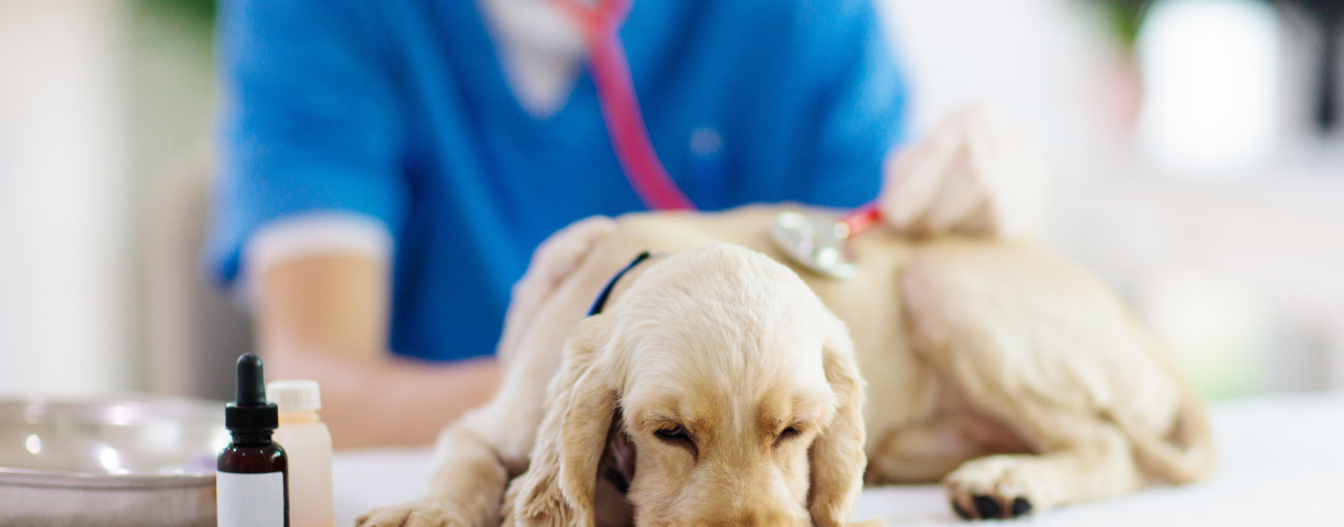 Dottorpet assicura i cani di tutte le età