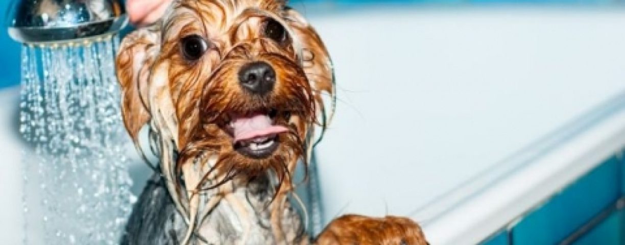 Come-fare-il-bagno-al-cane-480x321-1