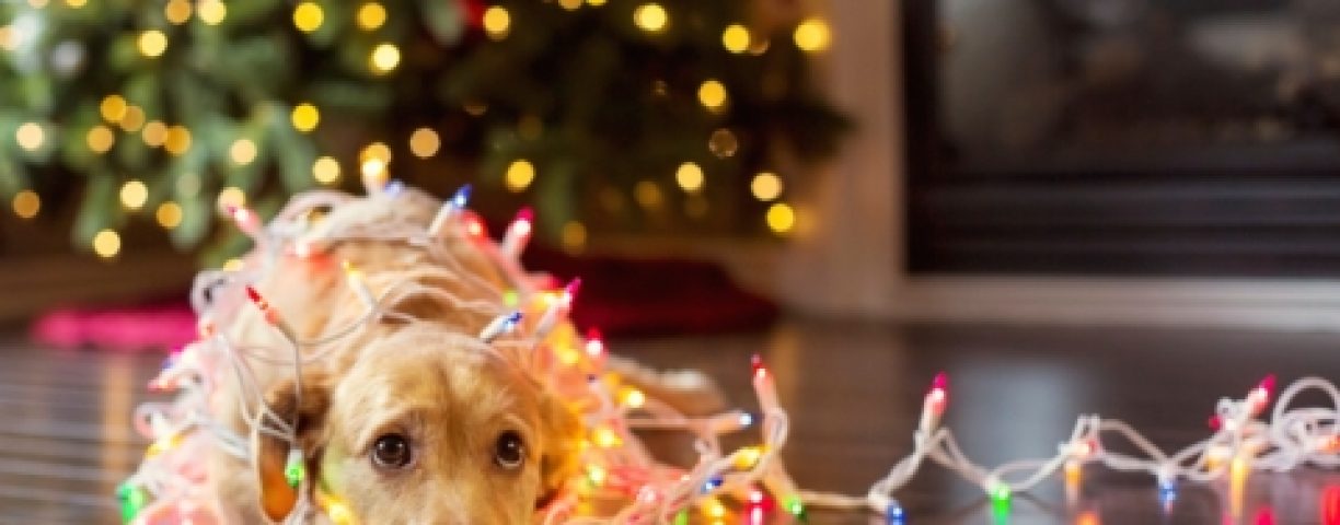 How-to-Keep-Your-Dog-Happy-Safe-During-the-Holidays-featured-480x320-1