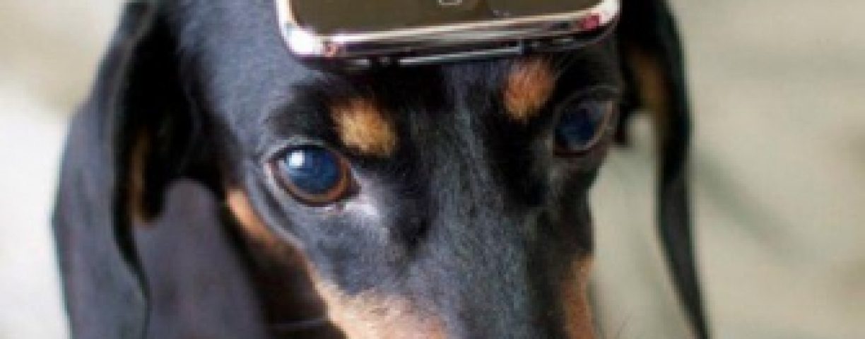 a-smartphone-is-your-dogs-best-friend-l-zrovlt-335x396-1