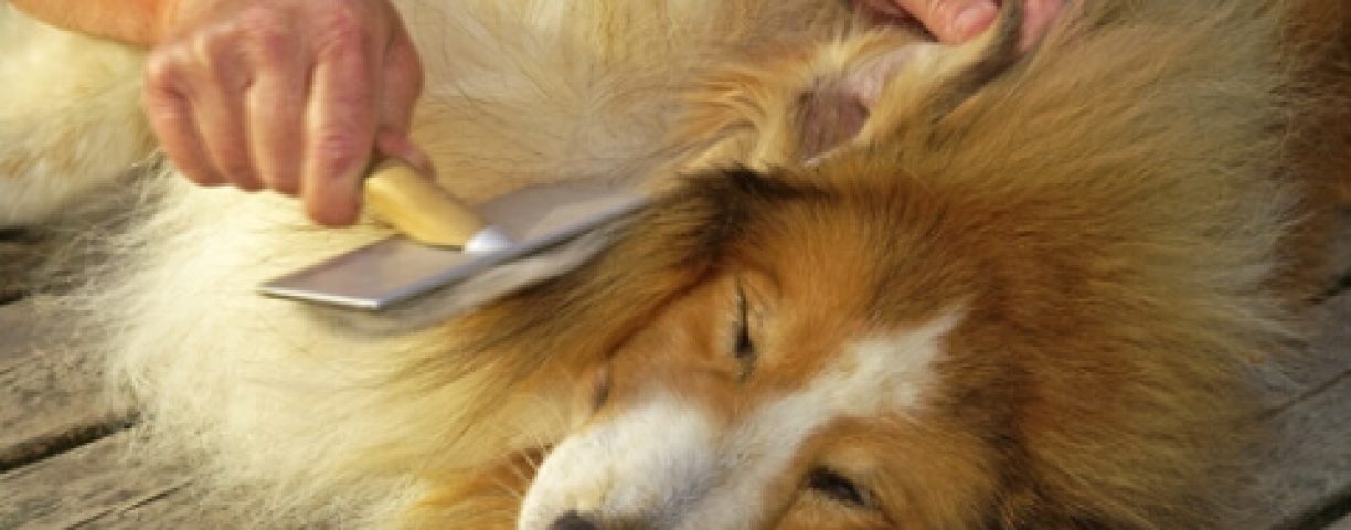 districare-il-pelo-del-cane-480x317-1