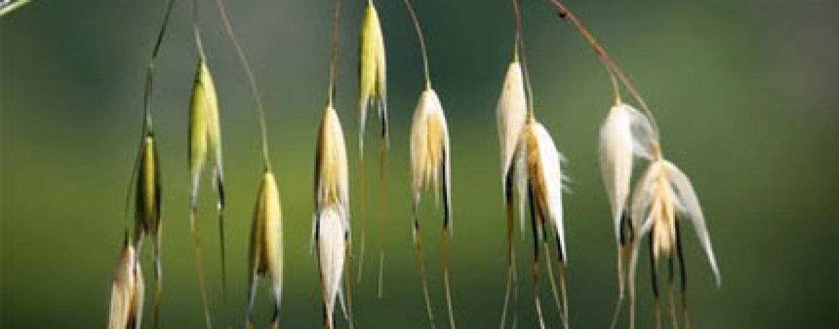 forasacco