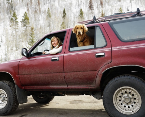 dog_suv