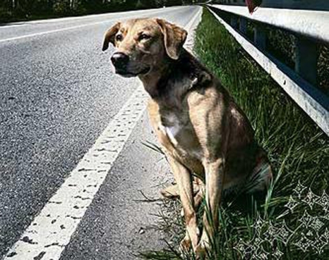 cane abbandonato