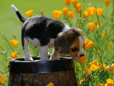 cane-e-piante-e1405949715963
