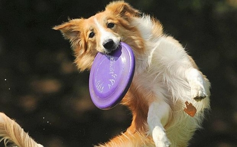A dog catches a frisbee during the Russian "Dog Frisbee" championships in Moscow on August 6, 2011. AFP PHOTO / NATALIA KOLESNIKOVA
