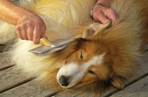 districare-il-pelo-del-cane
