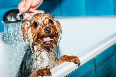 Come-fare-il-bagno-al-cane