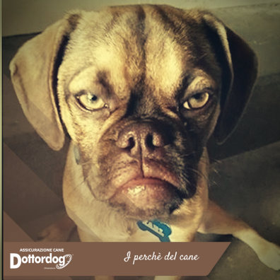 dottrdog