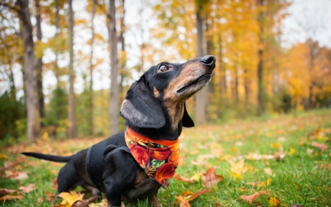 cane-gatto-autunno-1