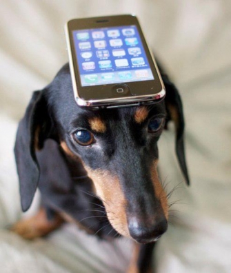 a-smartphone-is-your-dogs-best-friend-l-zrovlt